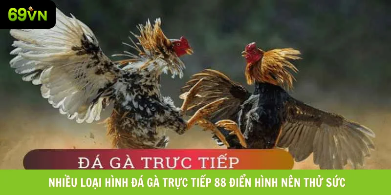 Nhiều thể loại đá gà trực tiếp 88 điển hình nên thử sức Nhiều thể loại đá gà trực tiếp 88 điển hình nên thử sức